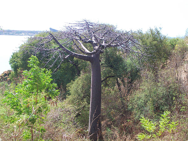 baobab1