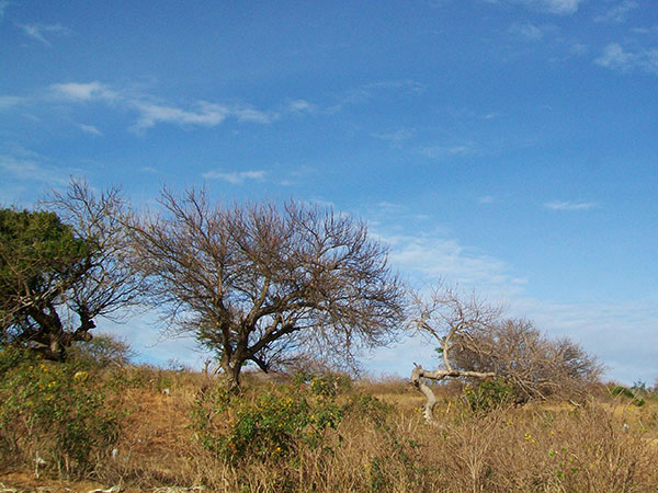 baobab4